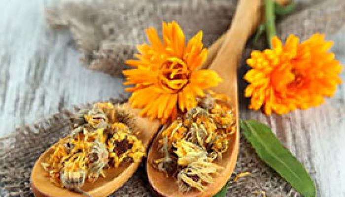 Calendula: what it helps with and what it treats, how it is used for medicinal purposes