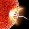 Embriono pritvirtinimo prie gimdos simptomai