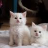 ทำไมคุณถึงฝันถึงลูกแมวสีขาว - ตีความความฝันตามหนังสือในฝัน ฝันถึงความหมายของลูกแมวสีขาว