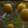 Cherry Plum tkemali สำหรับฤดูหนาว สูตรอร่อยสำหรับซอสพลัมเชอร์รี่สีเหลือง