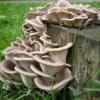 How to distinguish false forest oyster mushrooms from edible ones What are oyster mushrooms