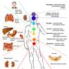 Muladhara chakra: studiamo e comprendiamo di cosa è responsabile