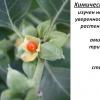 Medicinal herb Ashwagandha Ashwagandha application
