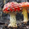 Amanita muscaria Pesan tentang jamur beracun Amanita muscaria